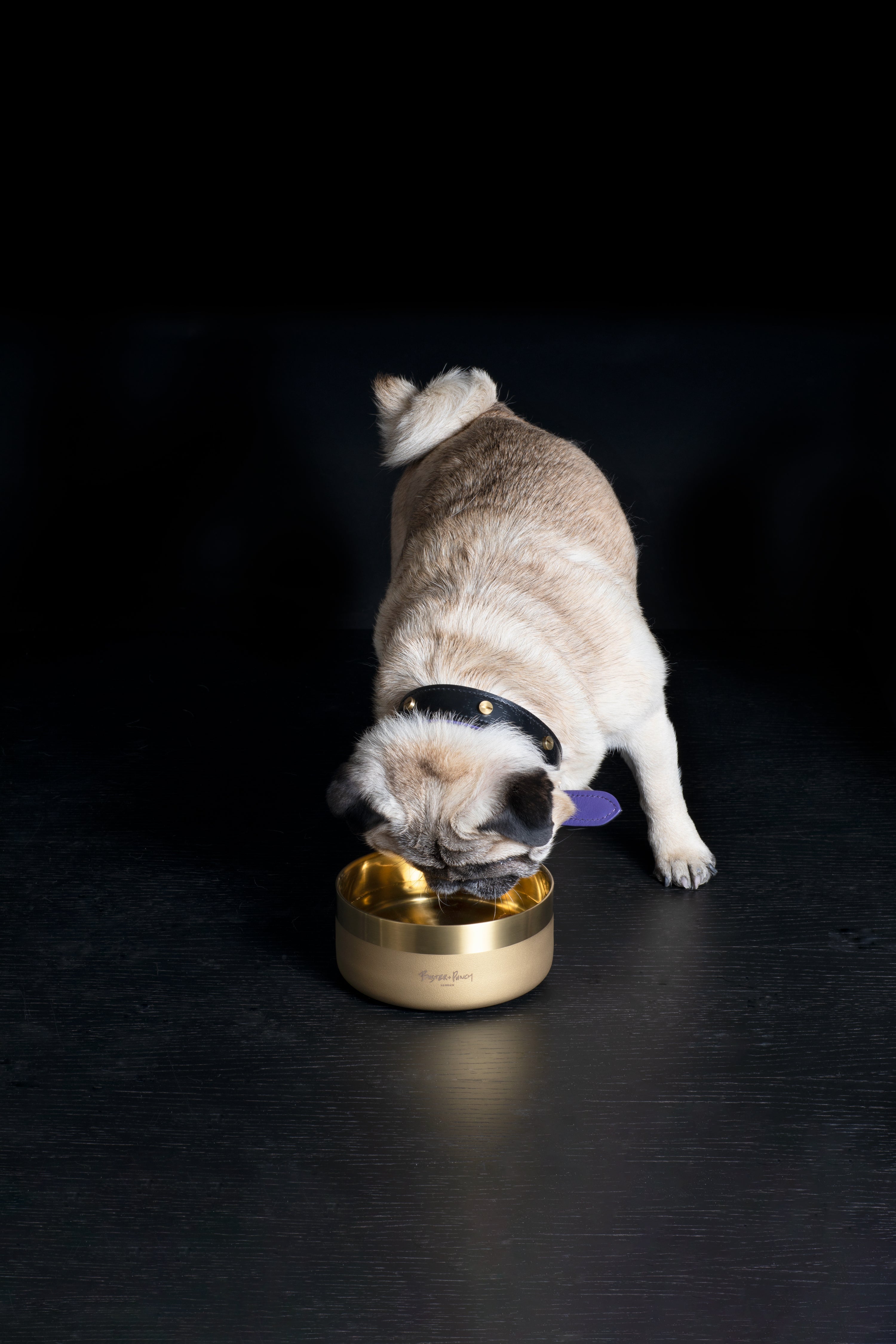 Liten hund som dricker ur en hundskål i mässing.