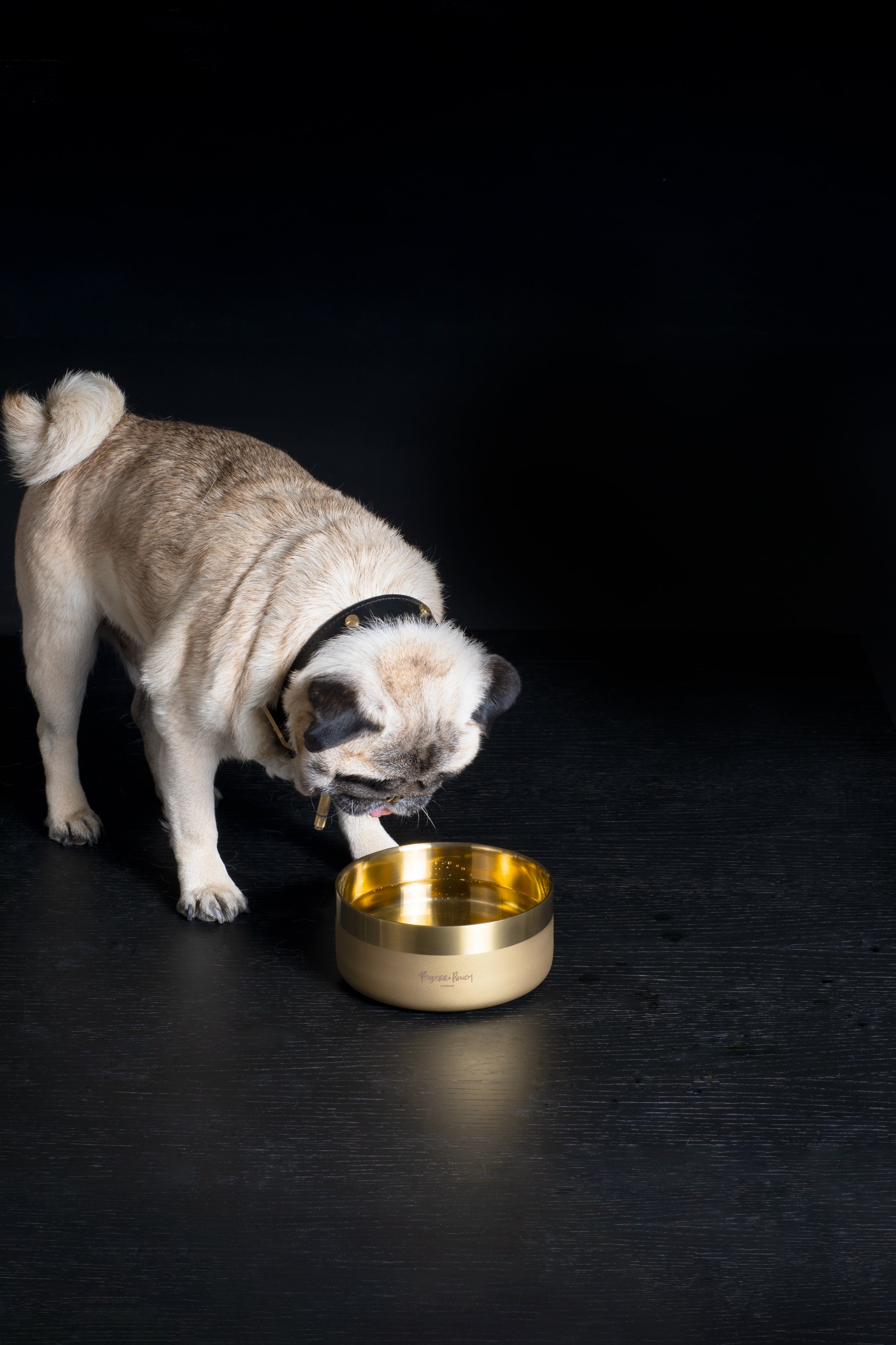 Liten hund som dricker ur en hundskål i mässing.